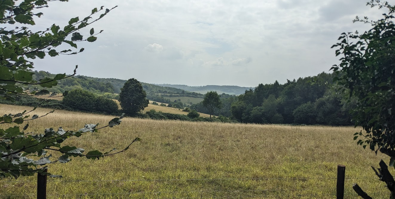 view field woods sky